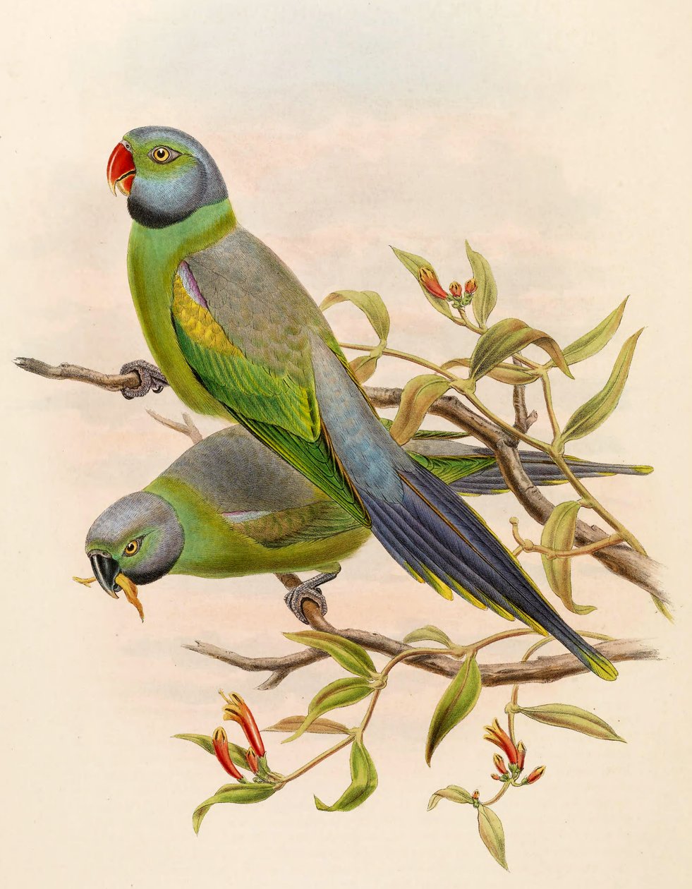 Palaeornis calthropae = Psittacula calthropae av John Gould