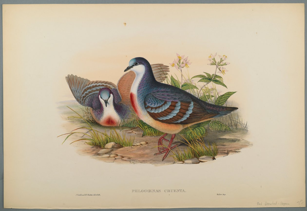 Philogoenas Cruenta (fargelitho på vevd papir) av John Gould