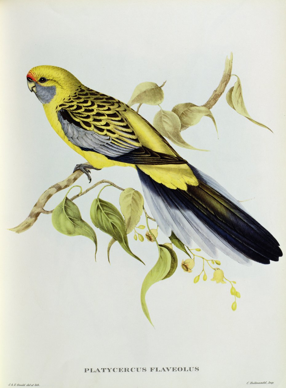 Platycercus Flaveolus av John Gould