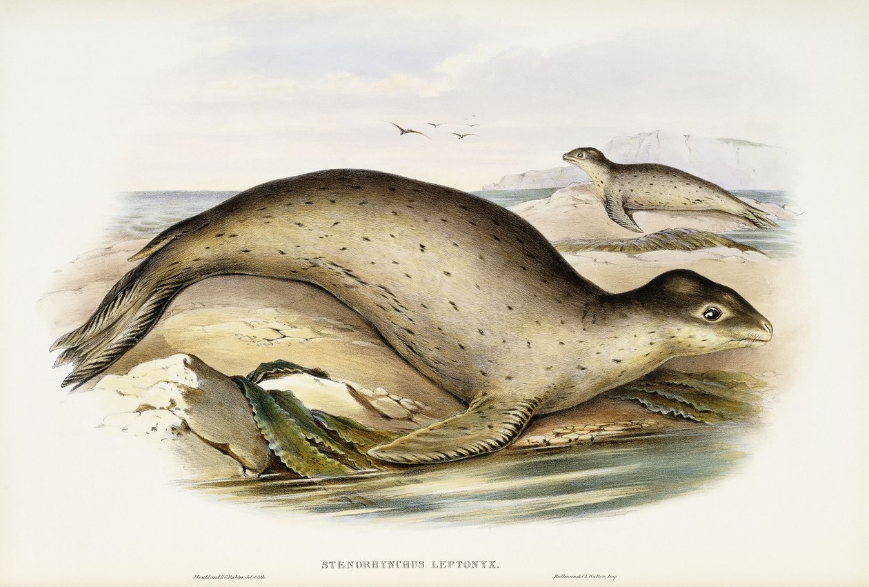 Sjøleopard av John Gould