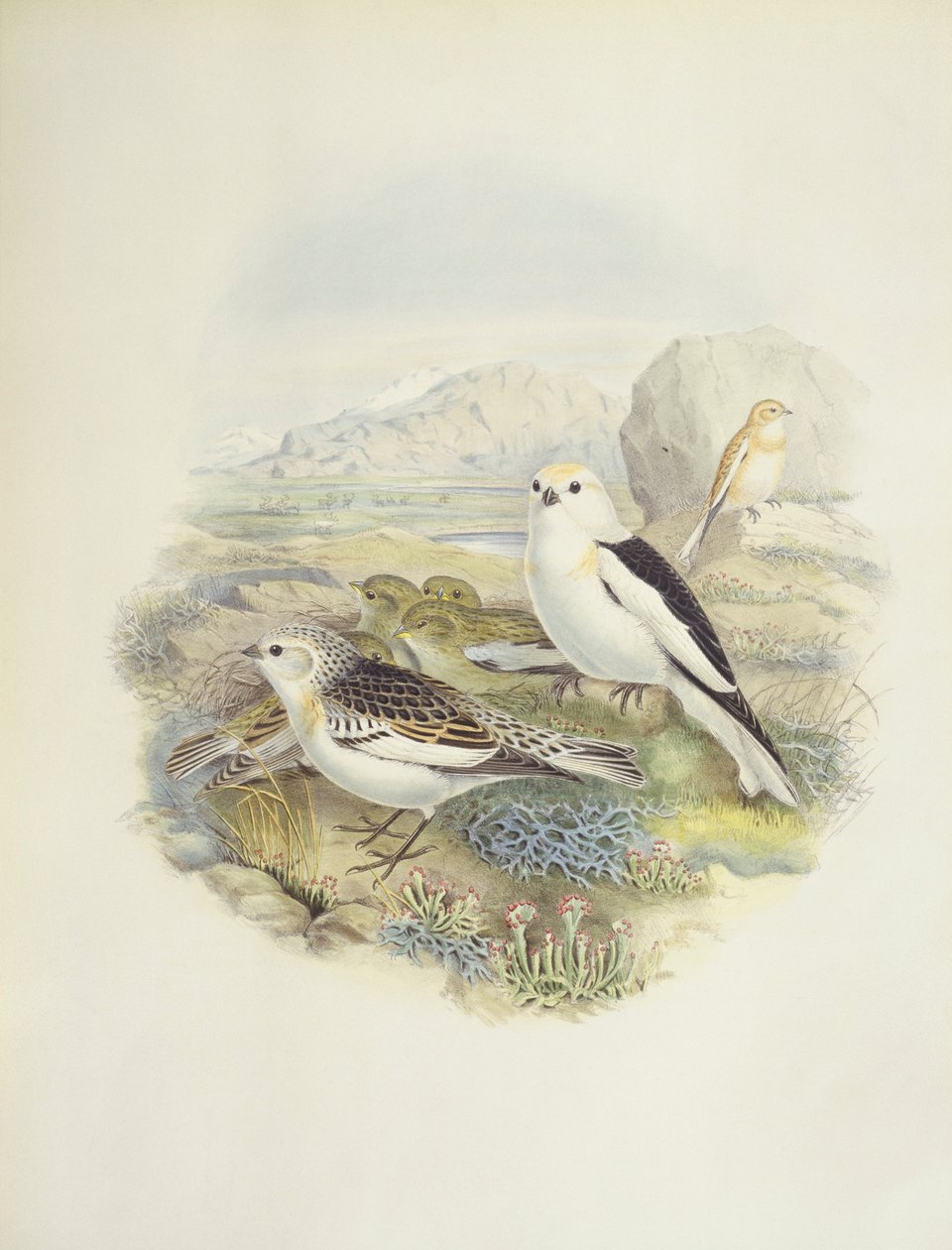 Snøspurv (Plectrophenax nivalis), illustrasjon av John Gould