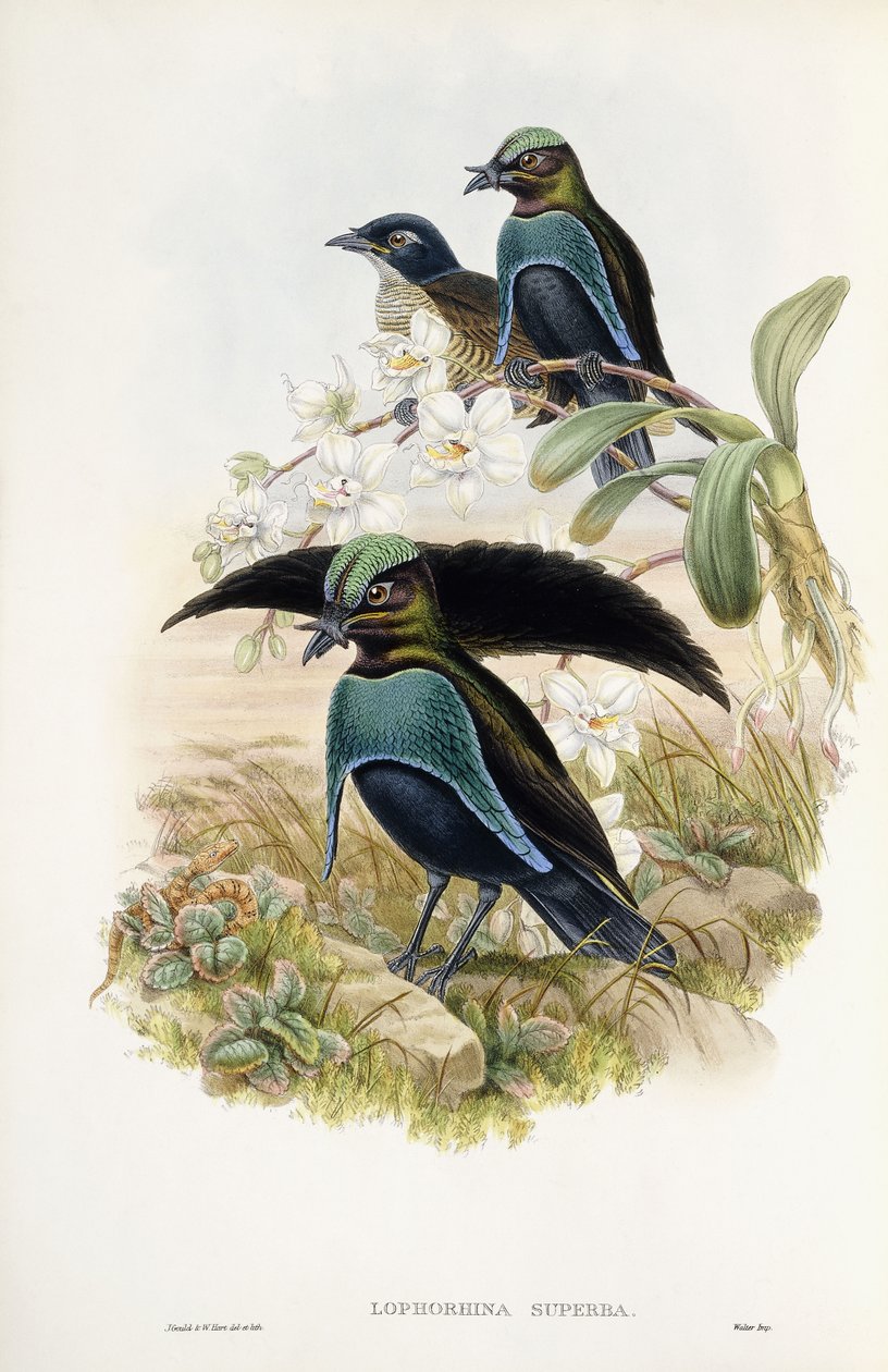 Fantastisk Bird of Paradise av John Gould