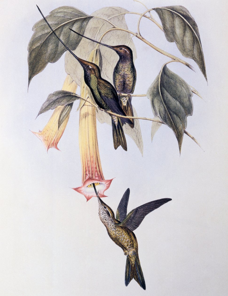 Sverdnebbkolibri (Docimastes ensiferus) av John Gould