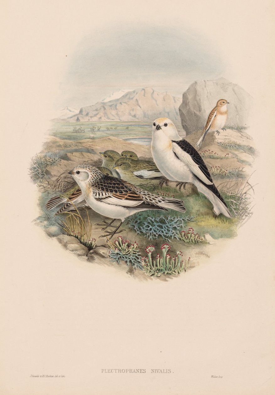 The Birds of Great Britain: Plestrophanes nivalis. av John Gould