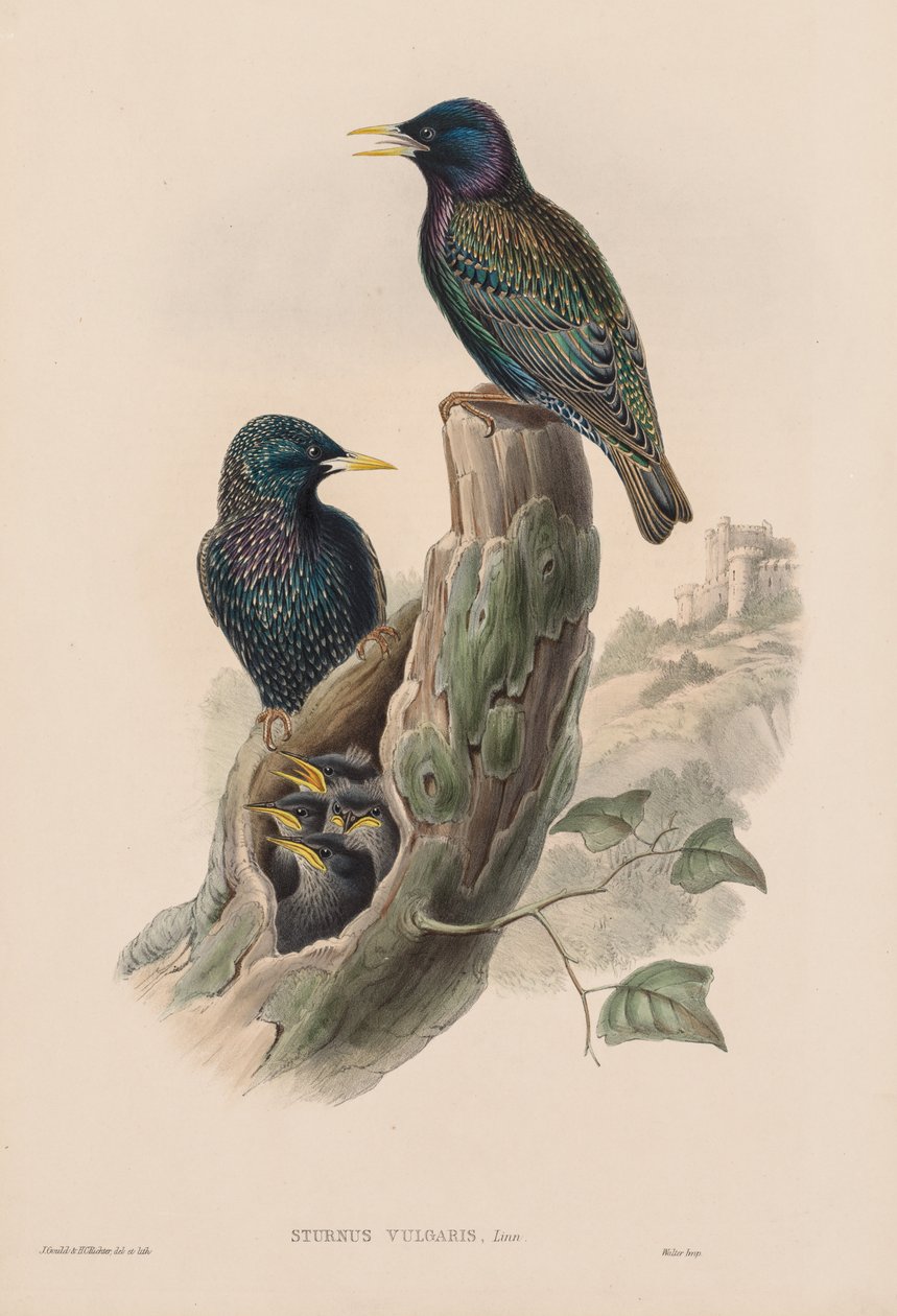 The Birds of Great Britain: Sturnur vulgaris. av John Gould