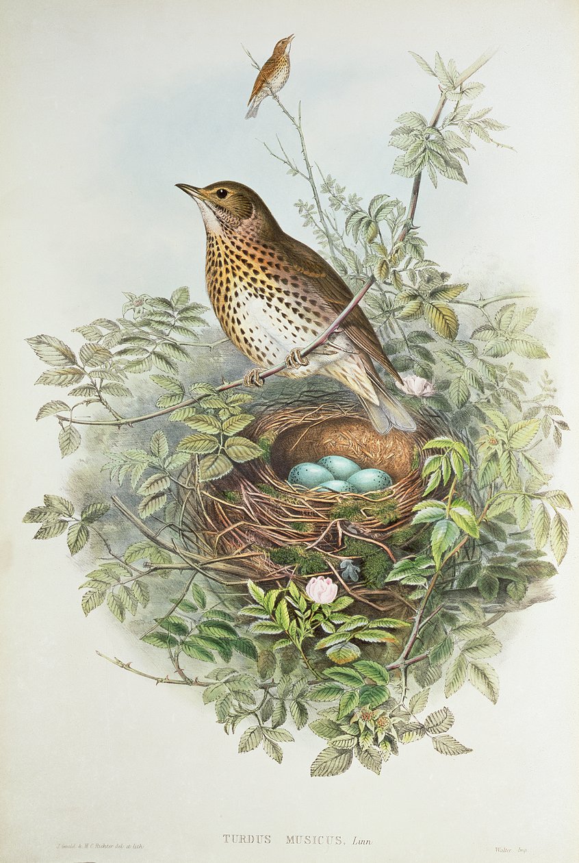 Trost med reiret (farge litho) av John Gould