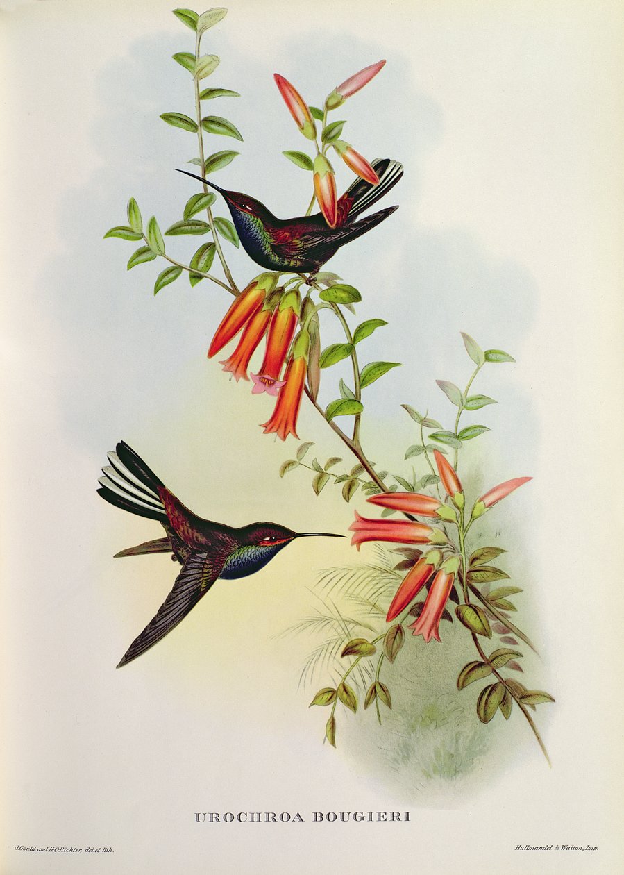 Urochroa Bougieri av John Gould