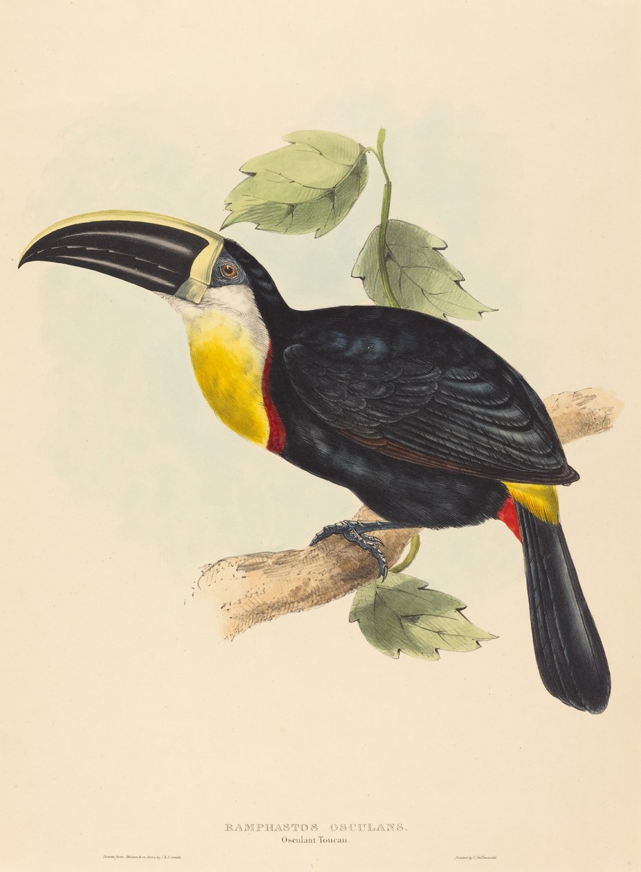 Kysser tukanen av John Gould and Elizabeth Gould