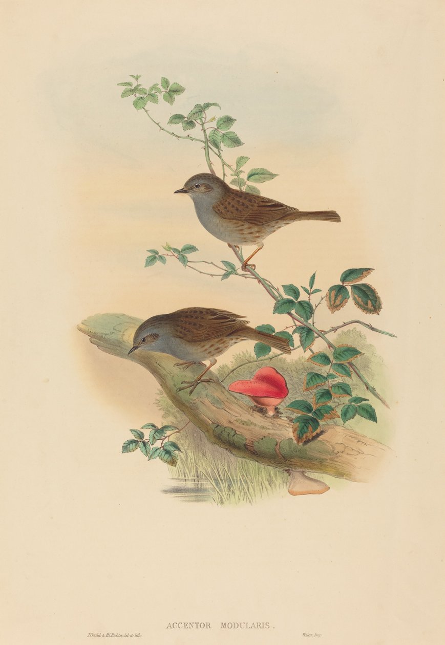 Accentor modularis (Dunnock) av John Gould and H.C. Richter