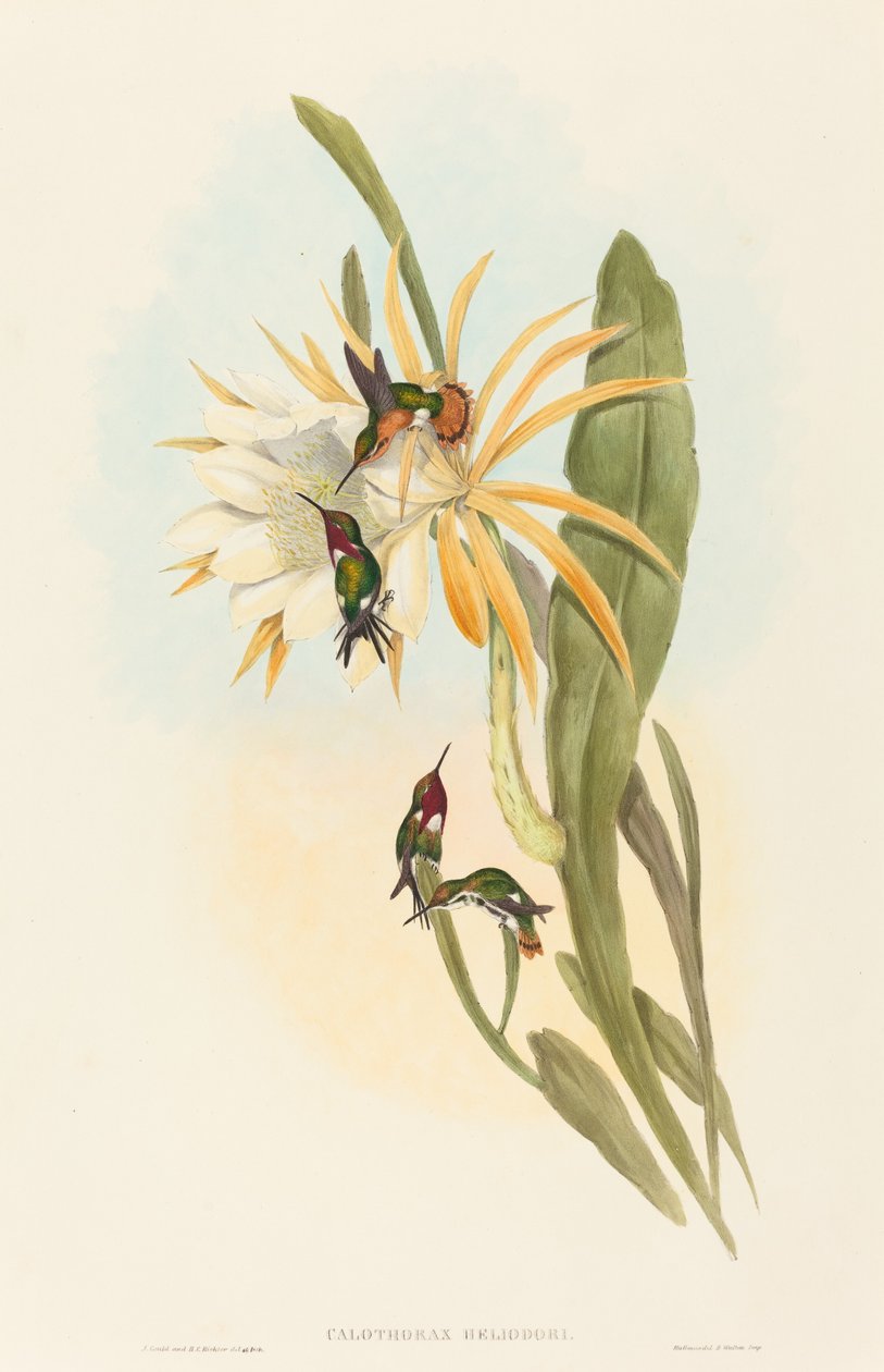 Calothorax heliodorus av John Gould and H.C. Richter