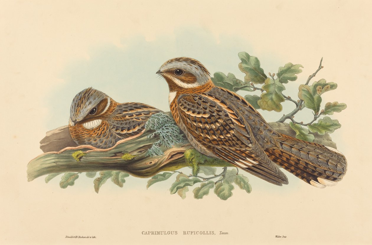 Caprimulgus Ruficolli av John Gould and H.C. Richter