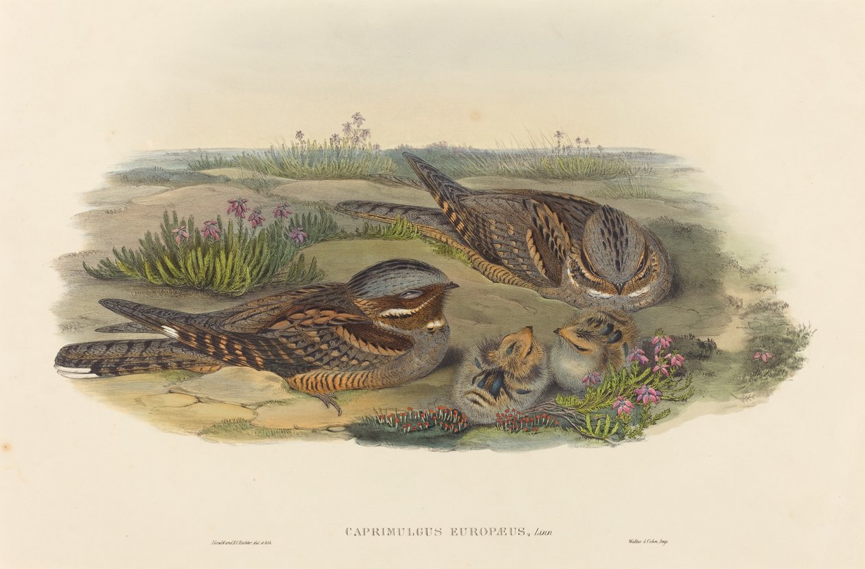 Caprimulgus europaeus (Nightjar) av John Gould and H.C. Richter