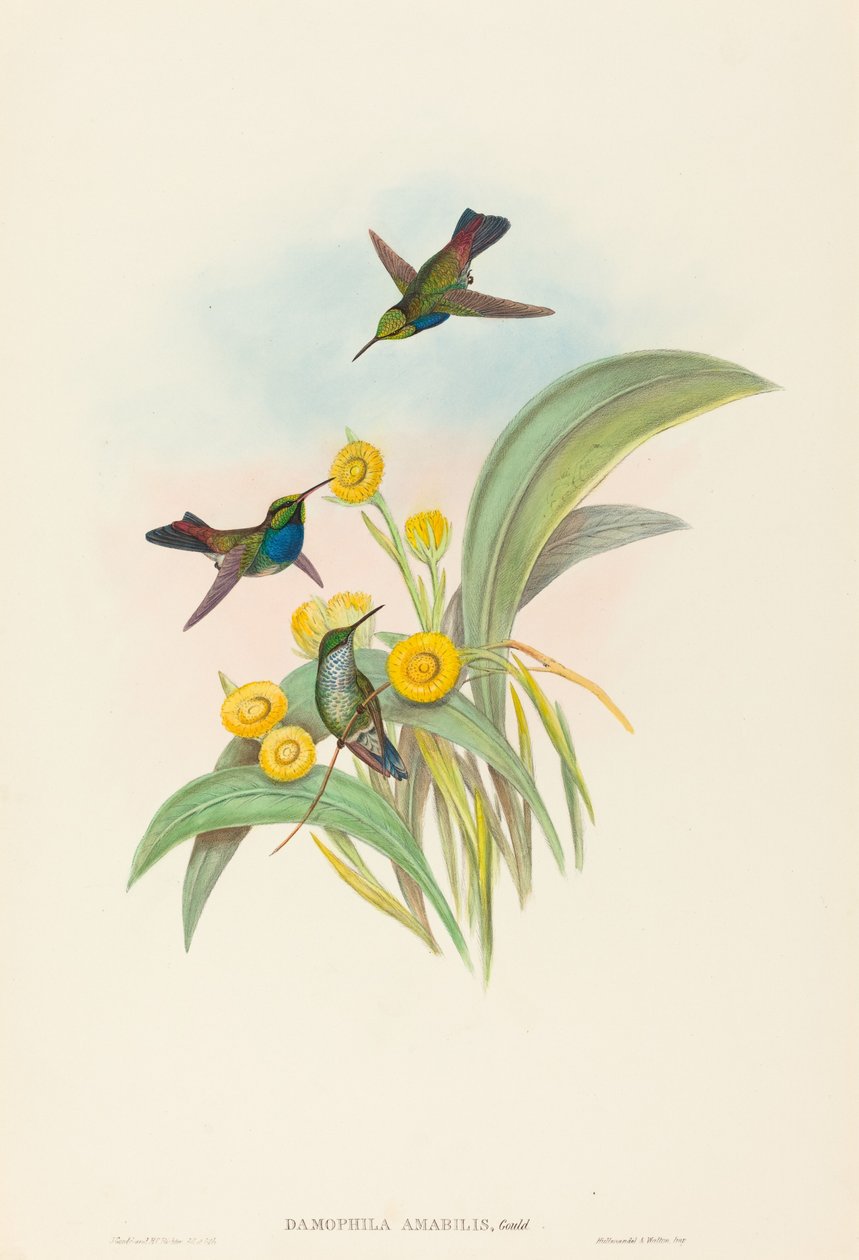Damophila amabilis (blåbrystet kolibri) av John Gould and H.C. Richter