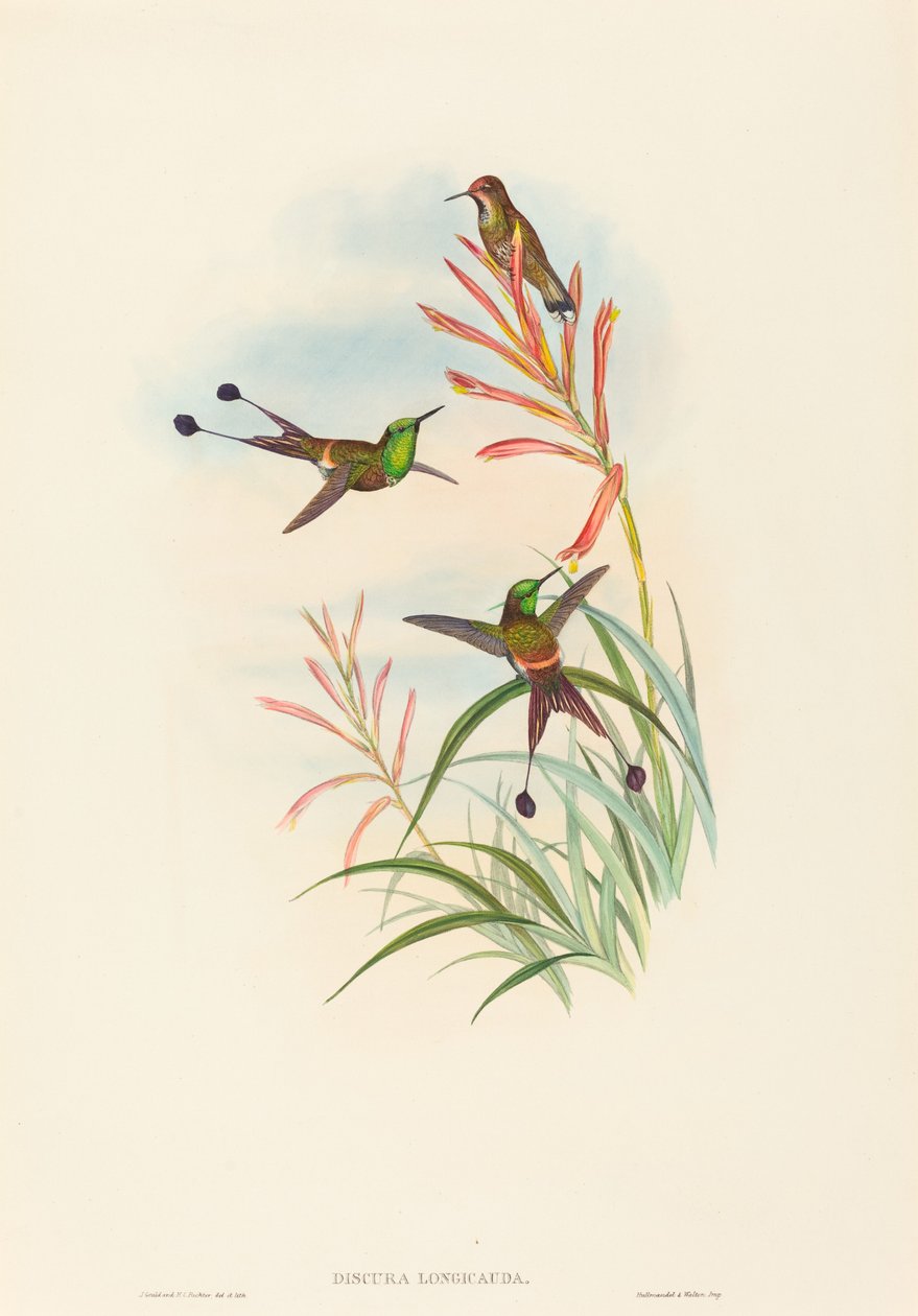 Discura longicauda (rackethale) av John Gould and H.C. Richter
