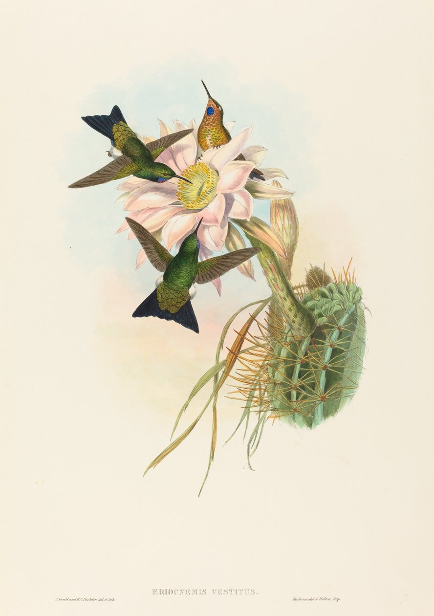 Glowing Puff-Leg (Glowing Puff-Leg) av John Gould and H.C. Richter