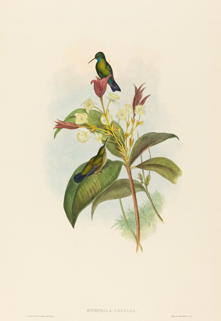 Blåkinnet safir av John Gould and H.C. Richter