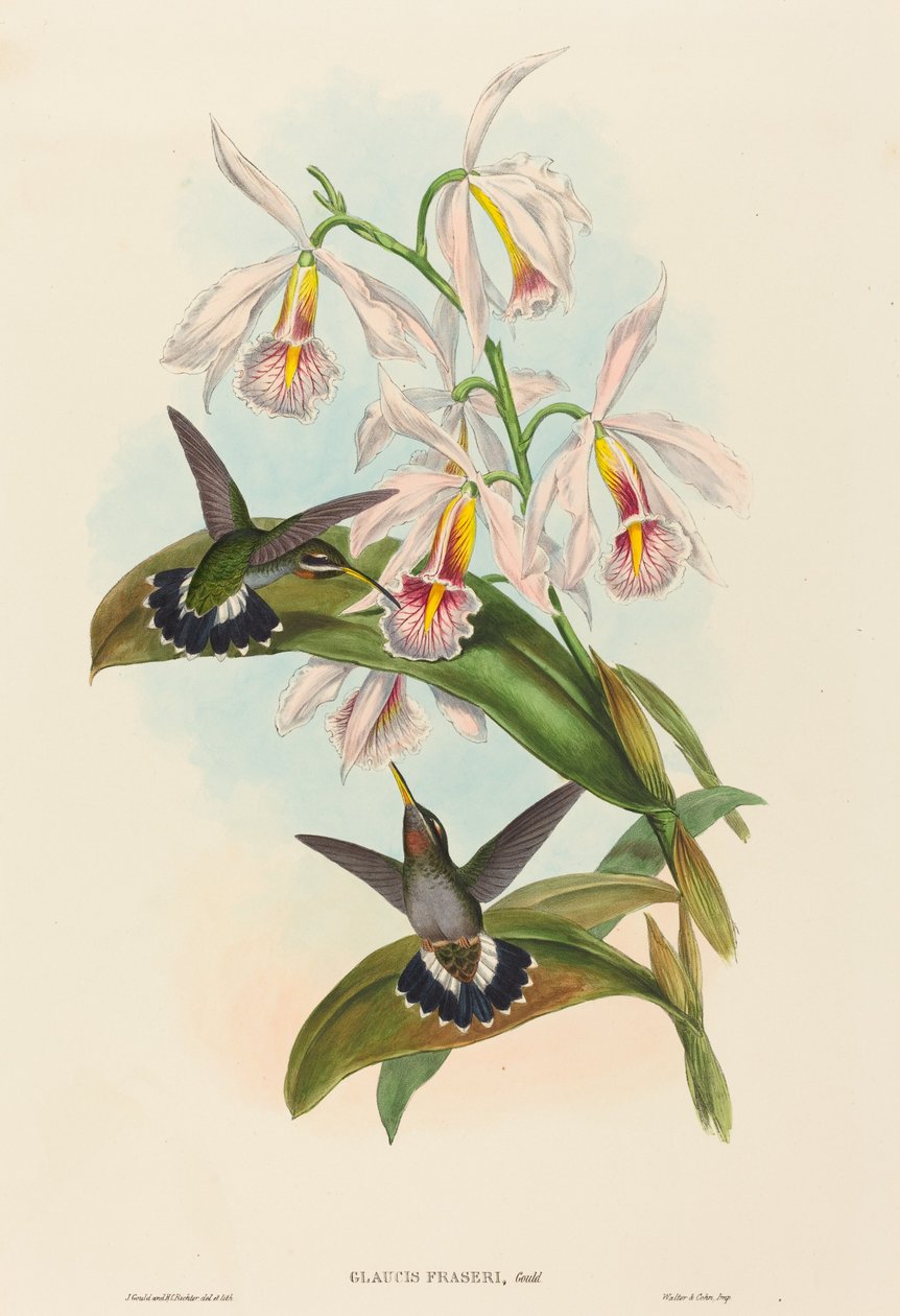 Glaucis fraseri (Frasers pigghals) av John Gould and H.C. Richter