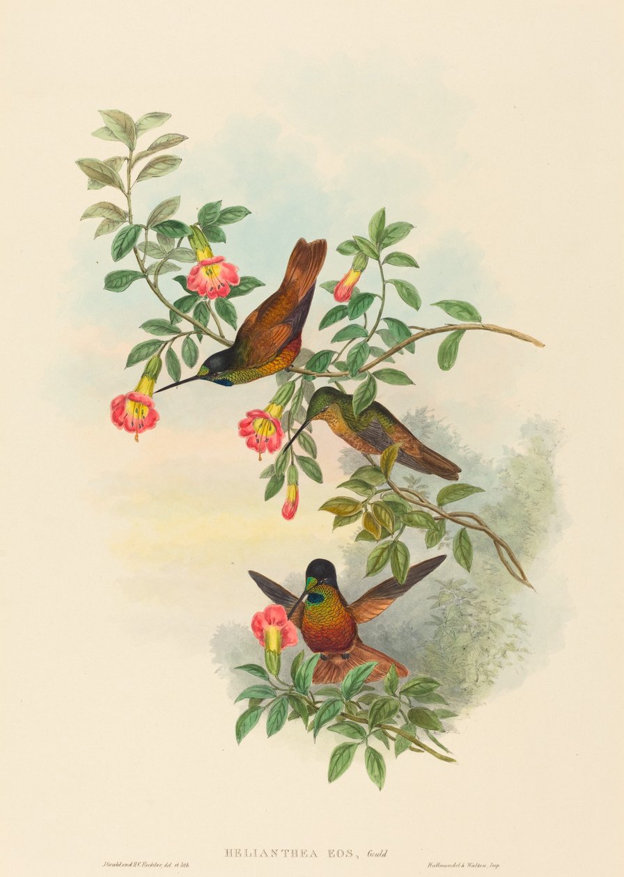 Helianthea eos (Golden Star-frontlet) av John Gould and H.C. Richter