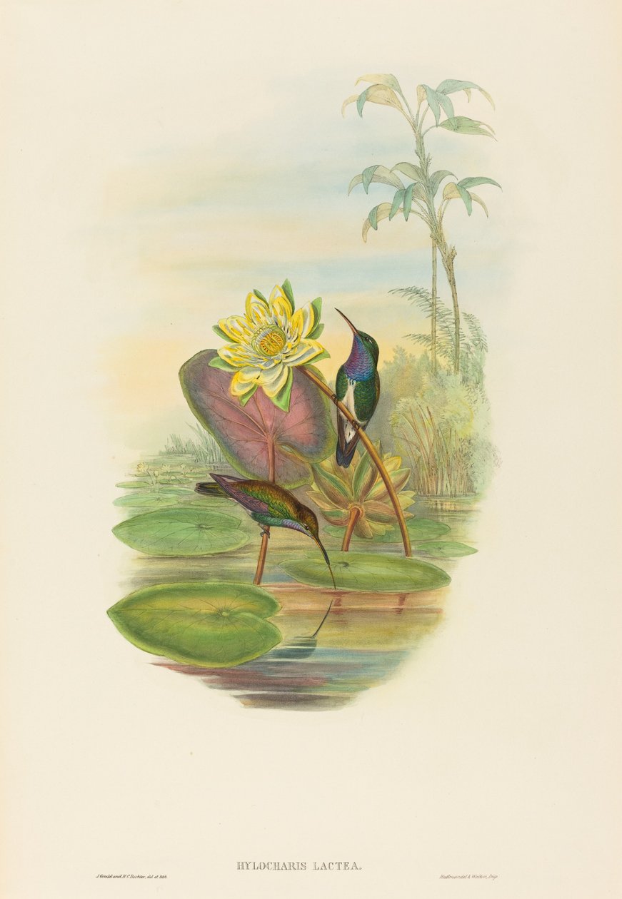 Hylocharis lactea (safirbrynet smaragd) av John Gould and H.C. Richter