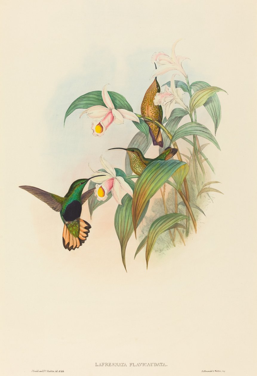 Lafresnaya flavicaudata (Buff-tailed Velvet-bryst) av John Gould and H.C. Richter