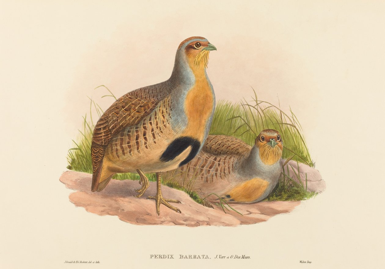 Perdix barbata (Daurian Partridge) av John Gould and H.C. Richter