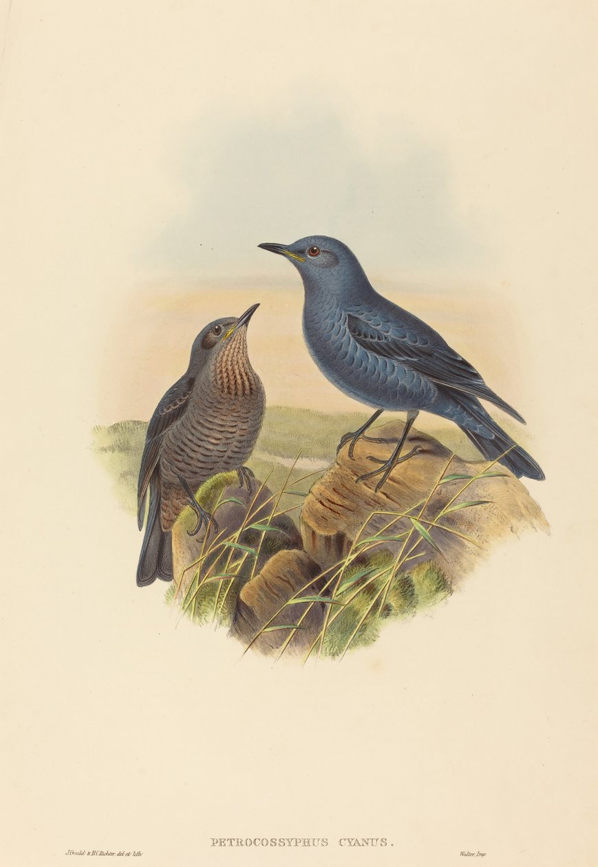 Petrocossyphus cyanus (blå steintrost) av John Gould and H.C. Richter