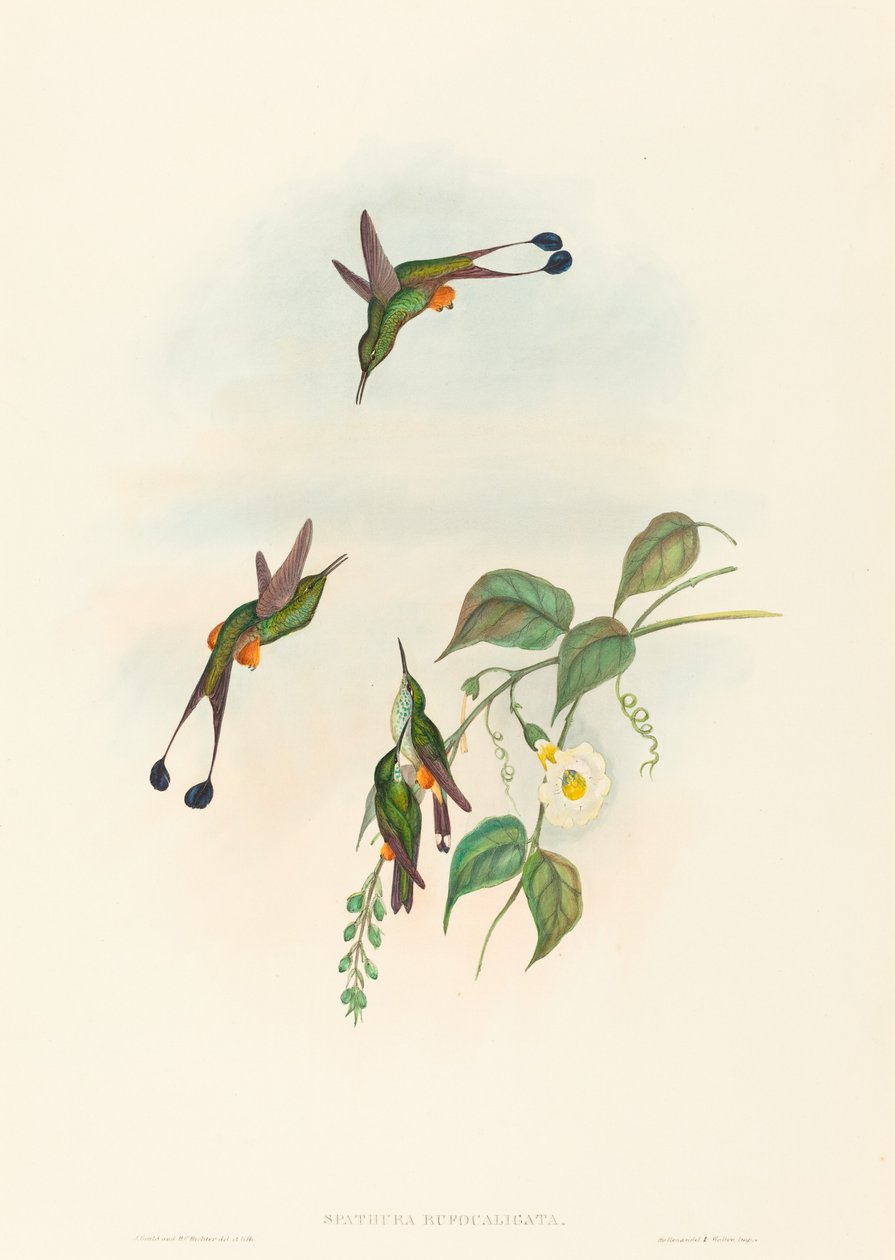 Spathura rufocaligata (Racket-hale med rød støvel) av John Gould and H.C. Richter