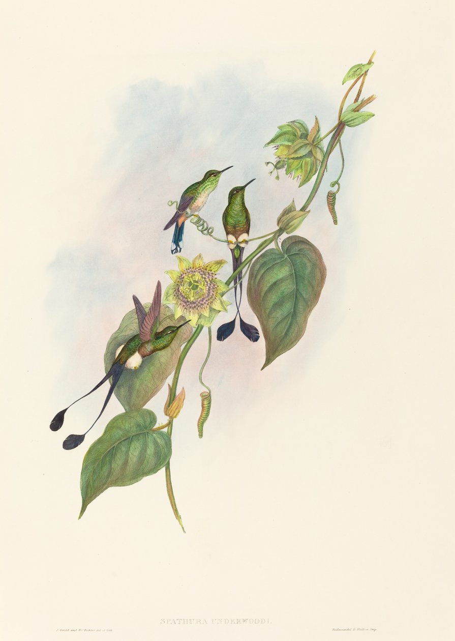 Spathura underwoodi (White-footed Racket-Tail) av John Gould and H.C. Richter