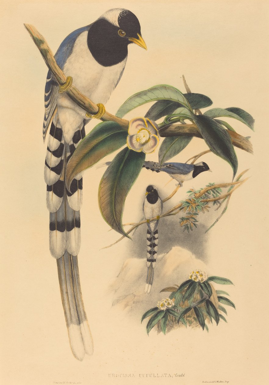 Urocissa cucullata av John Gould and H.C. Richter