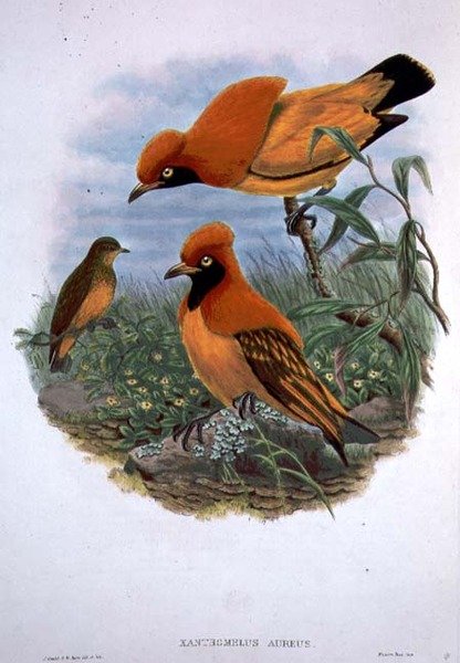 Xanthomelus Aureus (farge litho) av John and Hart William Gould
