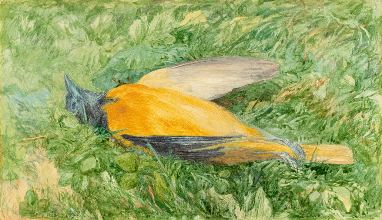 Golden Robin (Northern Oriole) av John Henry Hill
