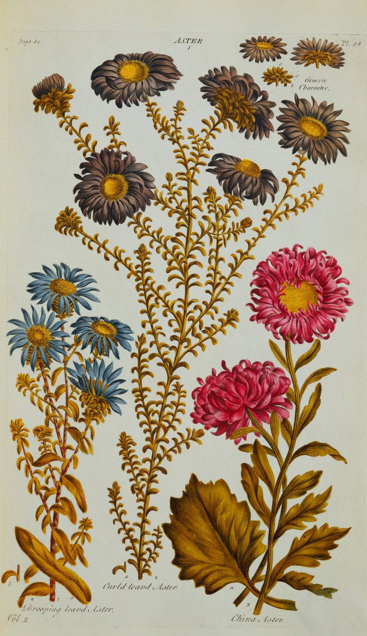 Aster, 1759-73 av John Hill