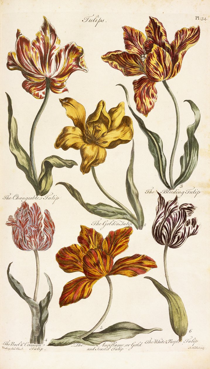 Tulipaner, 1842 av John Hill