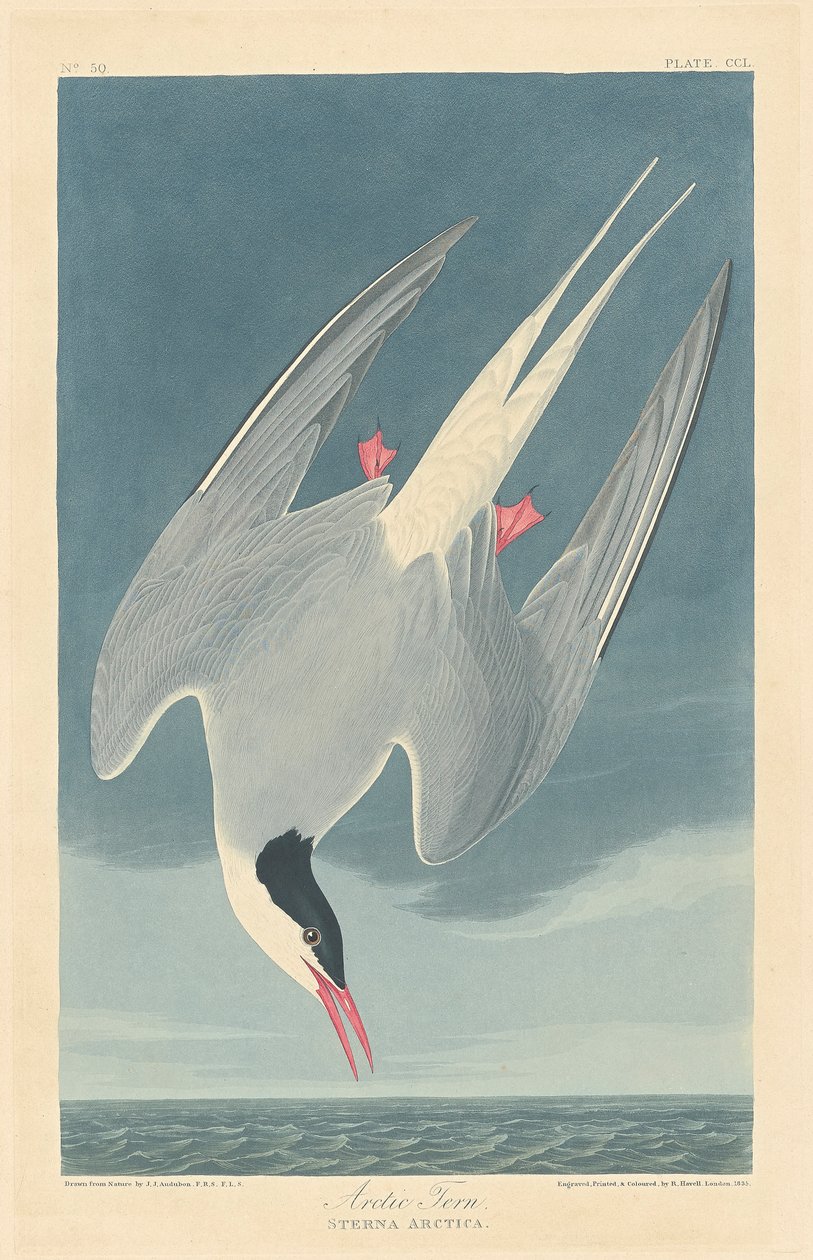 Rødnebbterne av John James (after) Audubon
