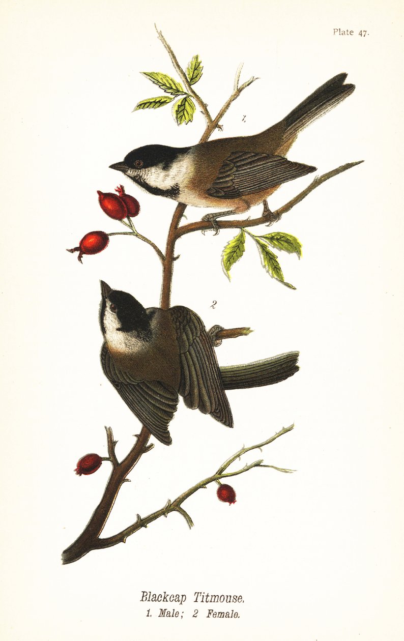 Svarthettet chickadee, Poecile atricapillus av John James (after) Audubon