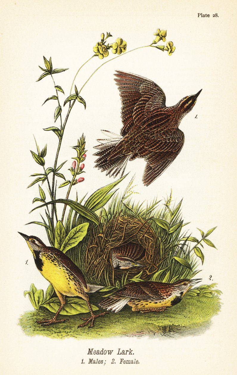 Østre englerk, Sturnella magna av John James (after) Audubon