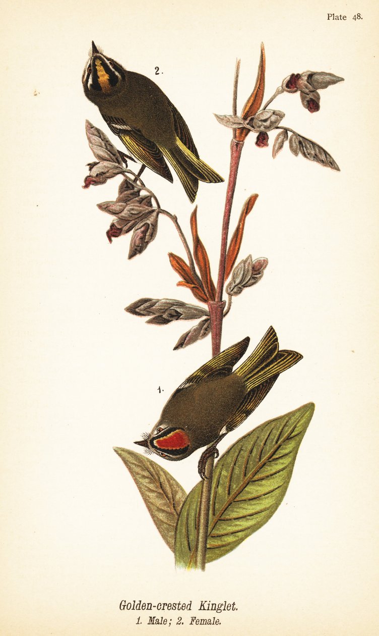 Gullkronet konge, Regulus satrapa av John James (after) Audubon