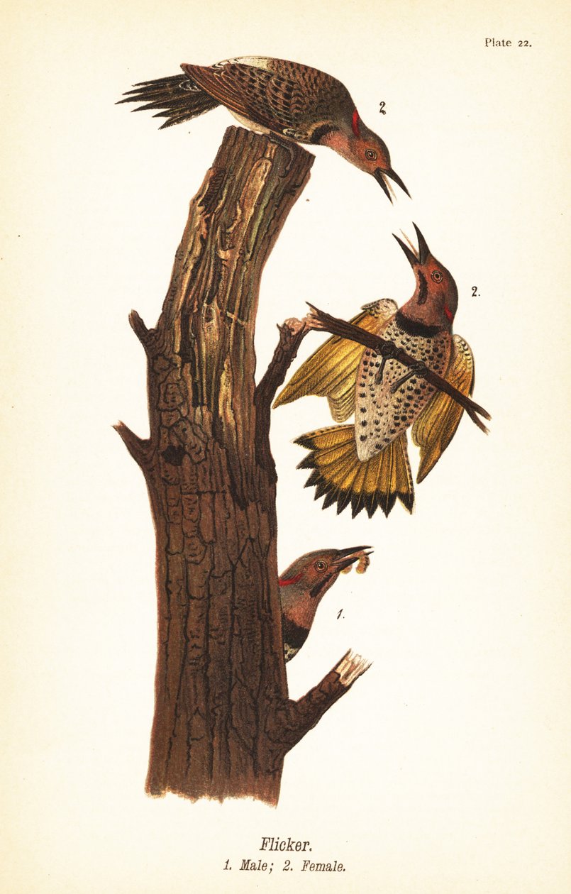 Nordlig flimmer, Colaptes auratus av John James (after) Audubon