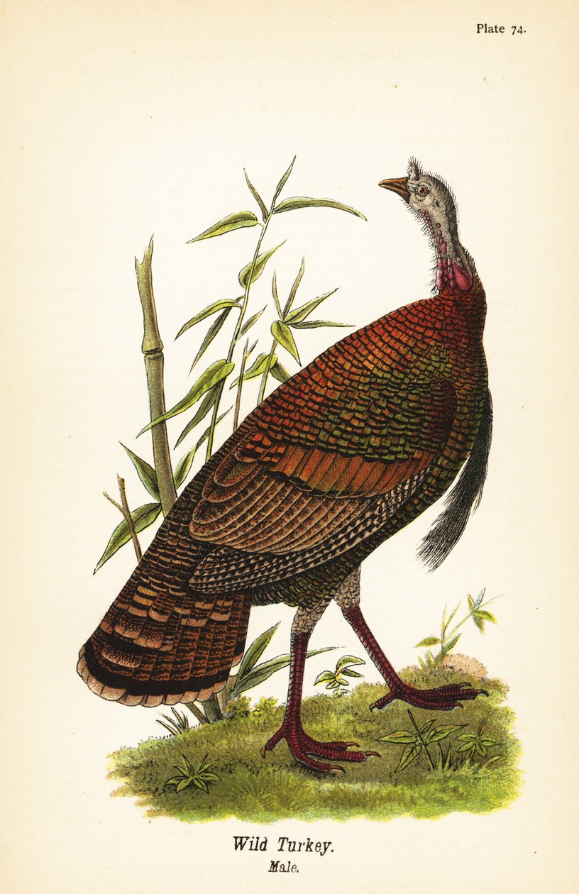 Vill kalkun, Meleagris gallopavo, hann av John James (after) Audubon