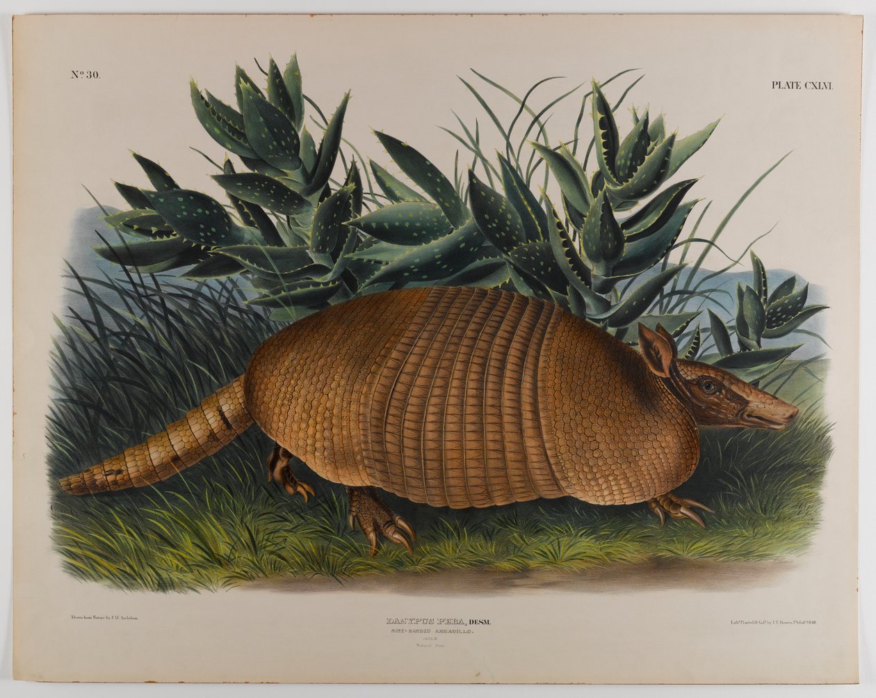 Armadillo av John James Audubon