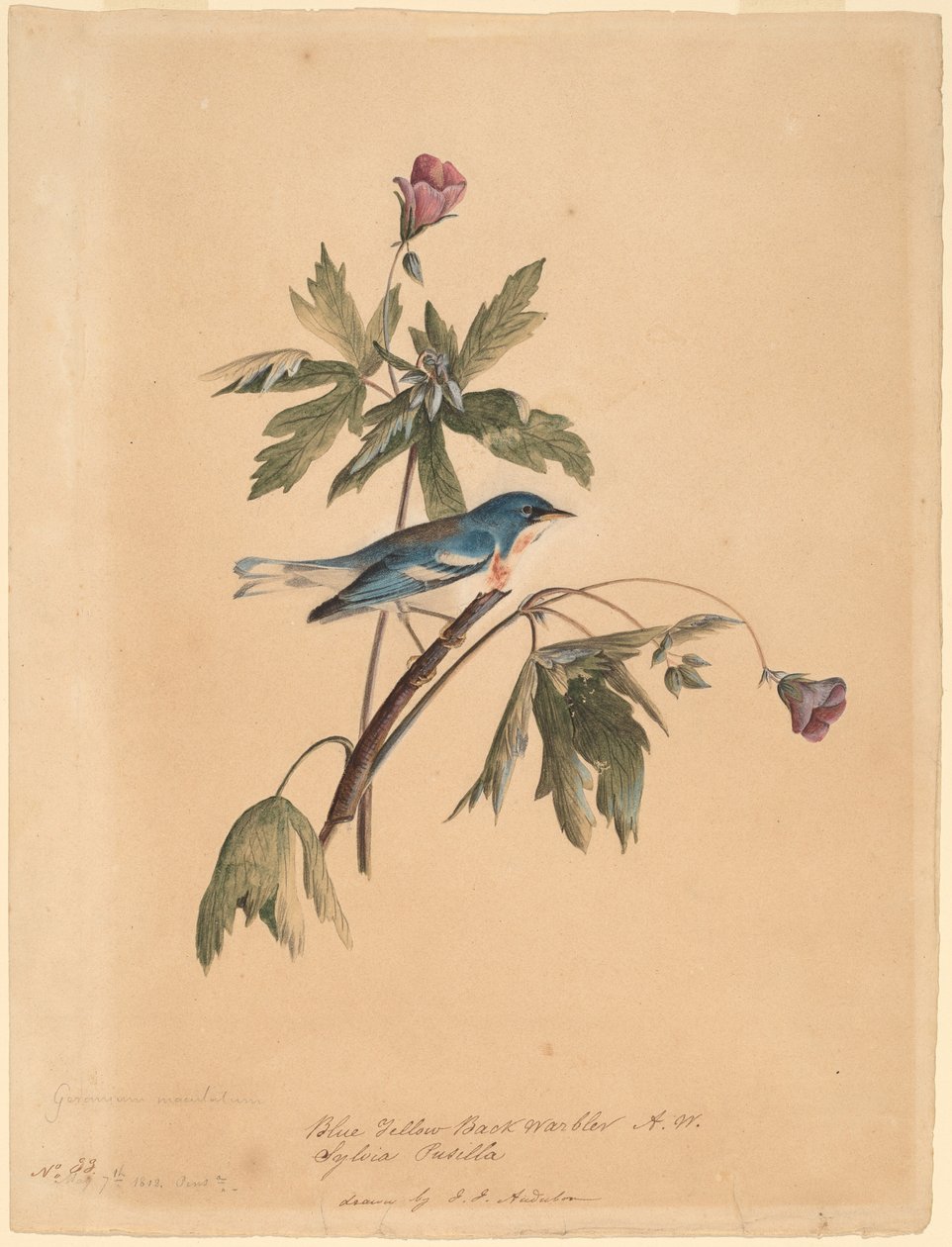 Blågul ryggsanger av John James Audubon