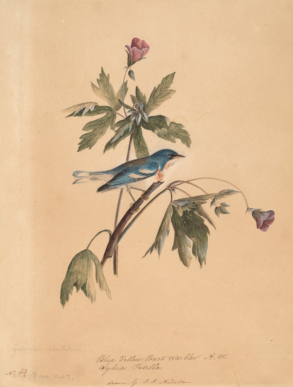 Blågul ryggsanger, 1812. av John James Audubon