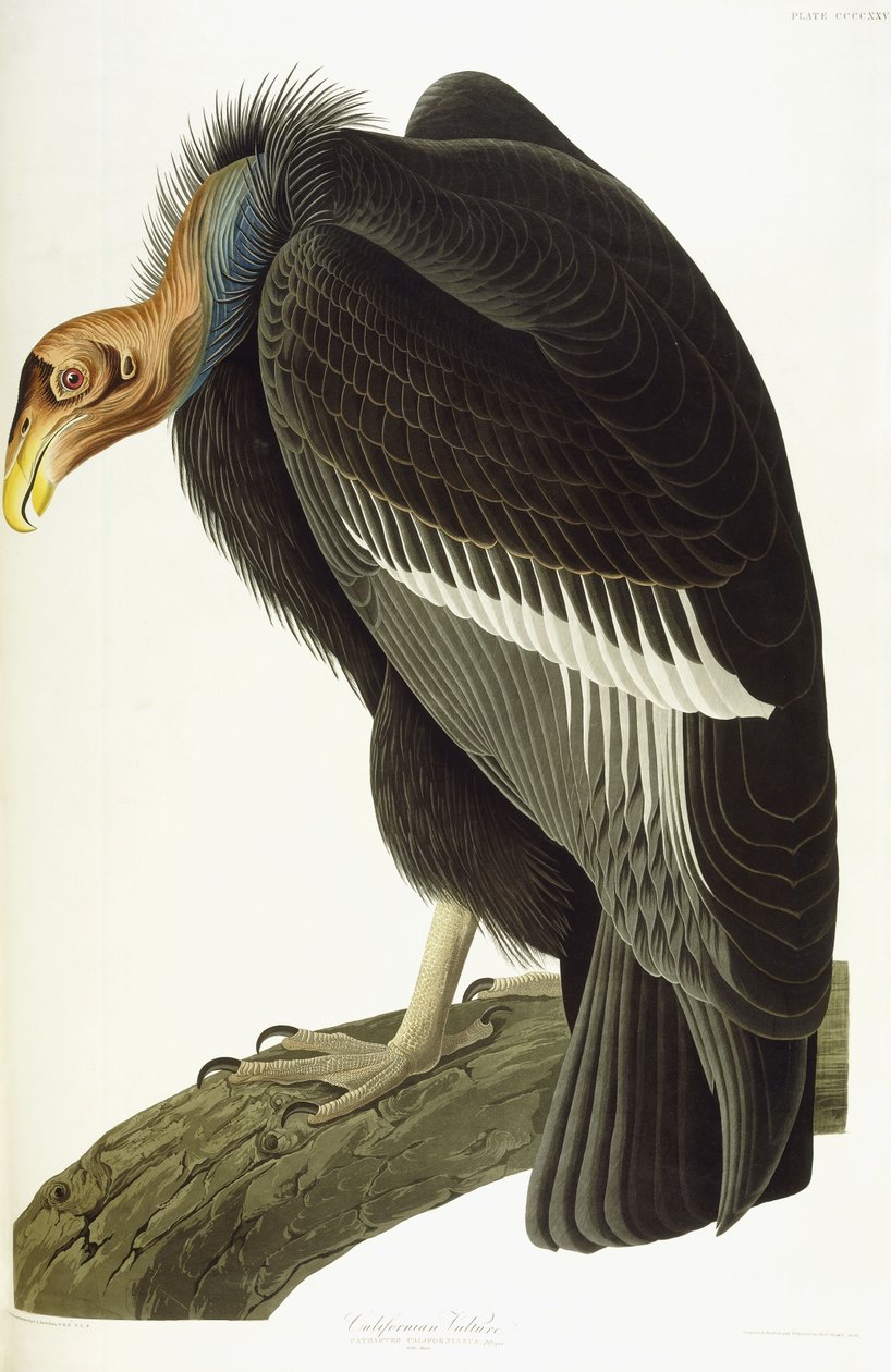 Californian Vulture, gammel hann, 1838 av John James Audubon