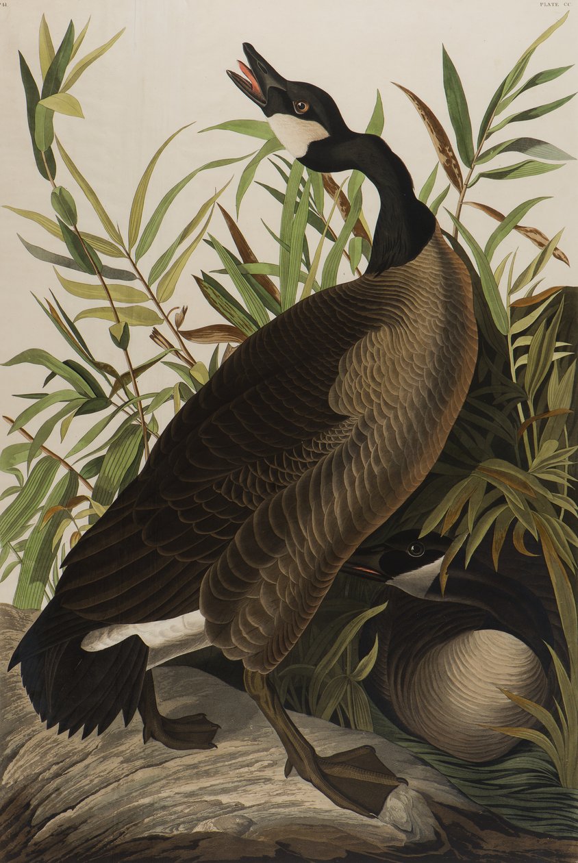 Canada Goose, 1827-1838 (wc på papir) av John James Audubon