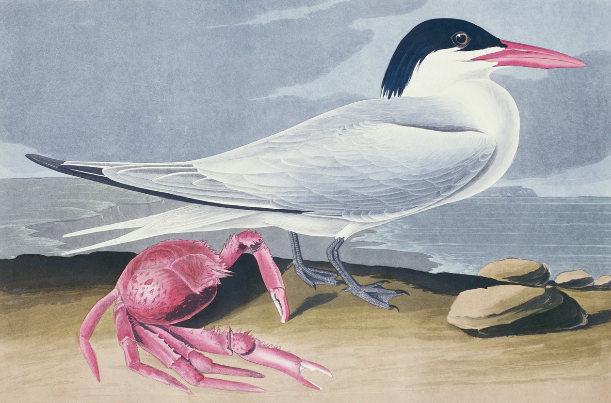 Cayenne Tern av John James Audubon