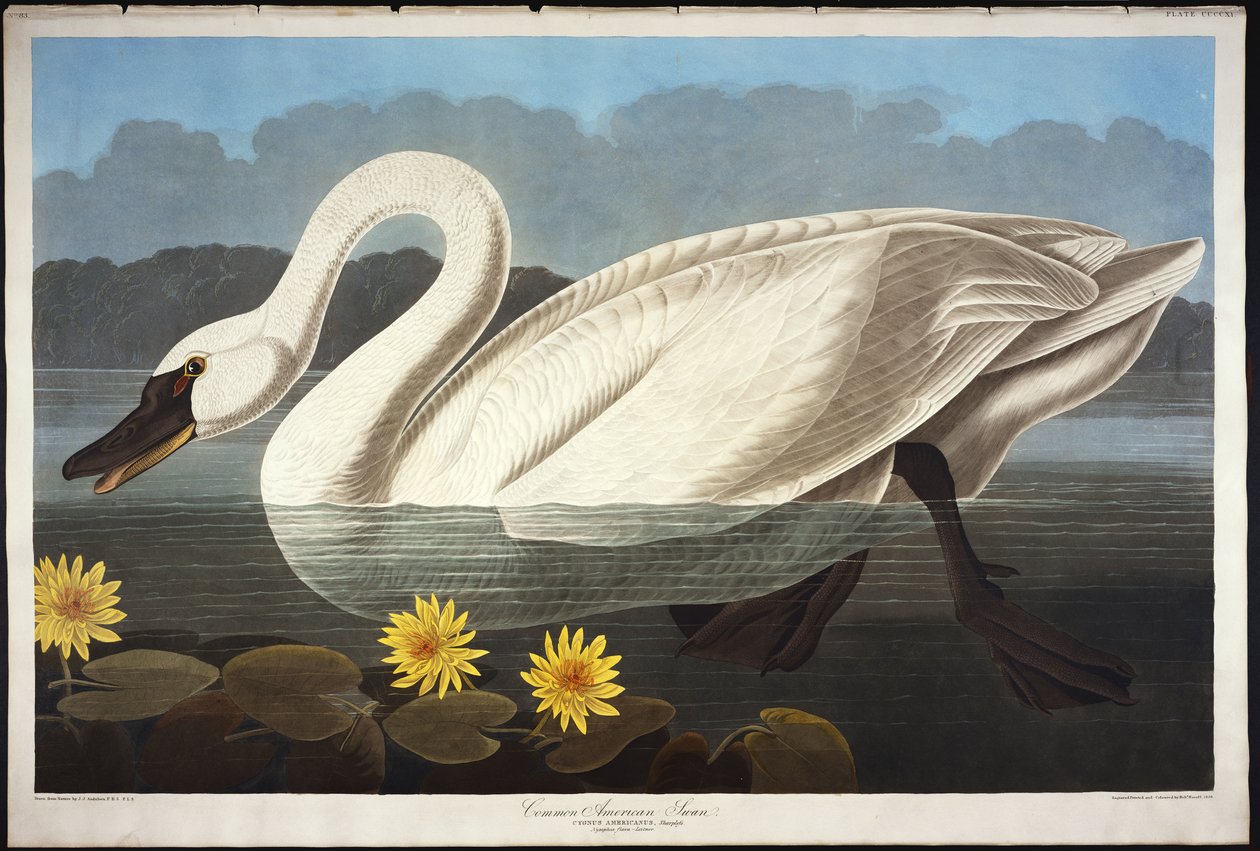 Vanlig amerikansk svane. Plystrende svane av John James Audubon