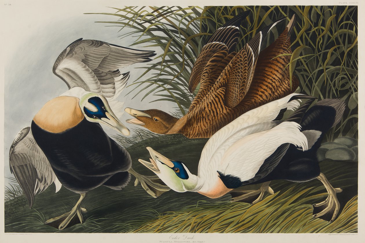 Ærfugl, 1835 (wc på papir) av John James Audubon