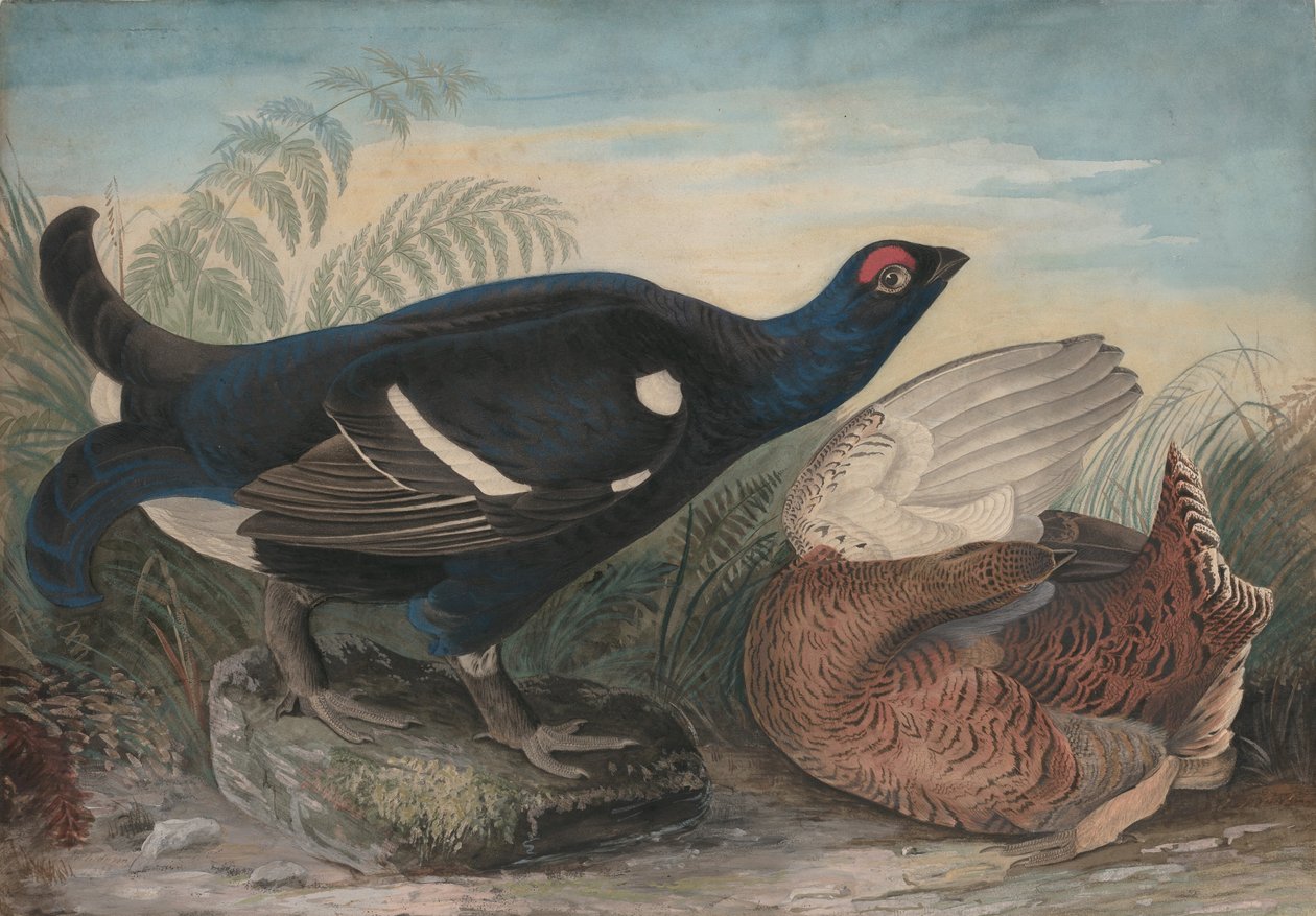 Engelske svarte haner, 1828. av John James Audubon