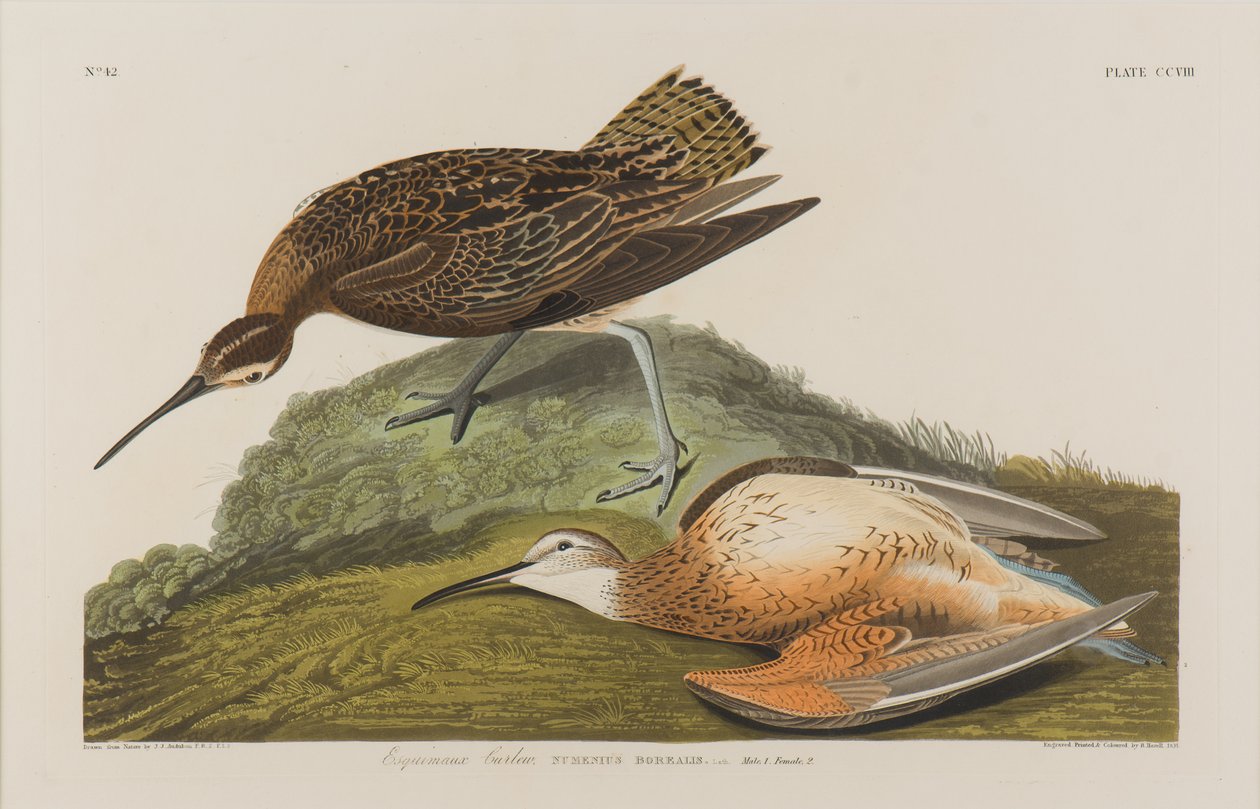 Esquimax Curlew, 1834 (wc på papir) av John James Audubon