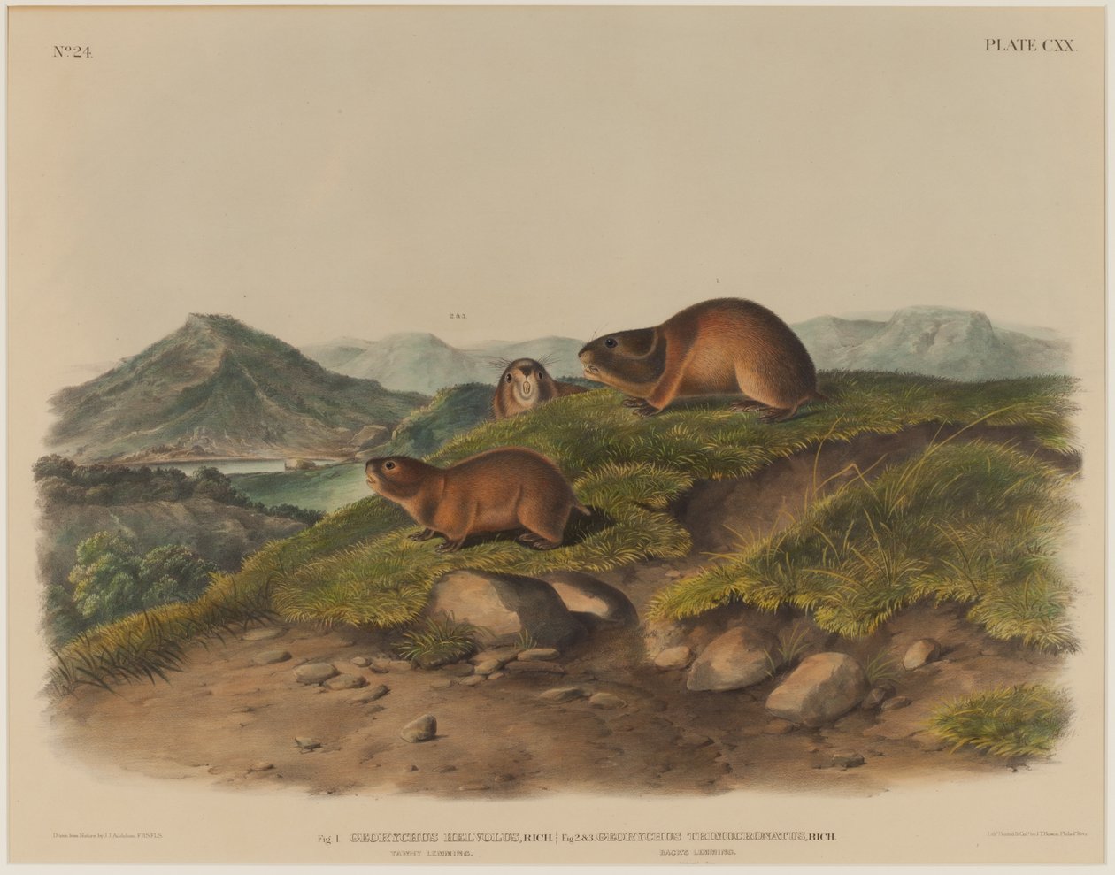 Georychus Helvolus og Georychus Trimucronatus av John James Audubon